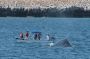 Baja05 - 549 * The great thing about idiots is that they can be found in any country. It is a universal concept. While everyone else maintained a safe distance to not crowd the whales, they decided to run right into the whale's path and circle them. Show over, they headed back to the dock